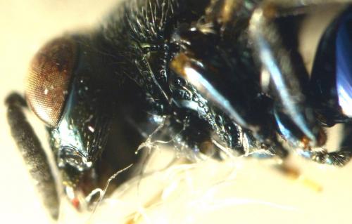 Perilampus sp.